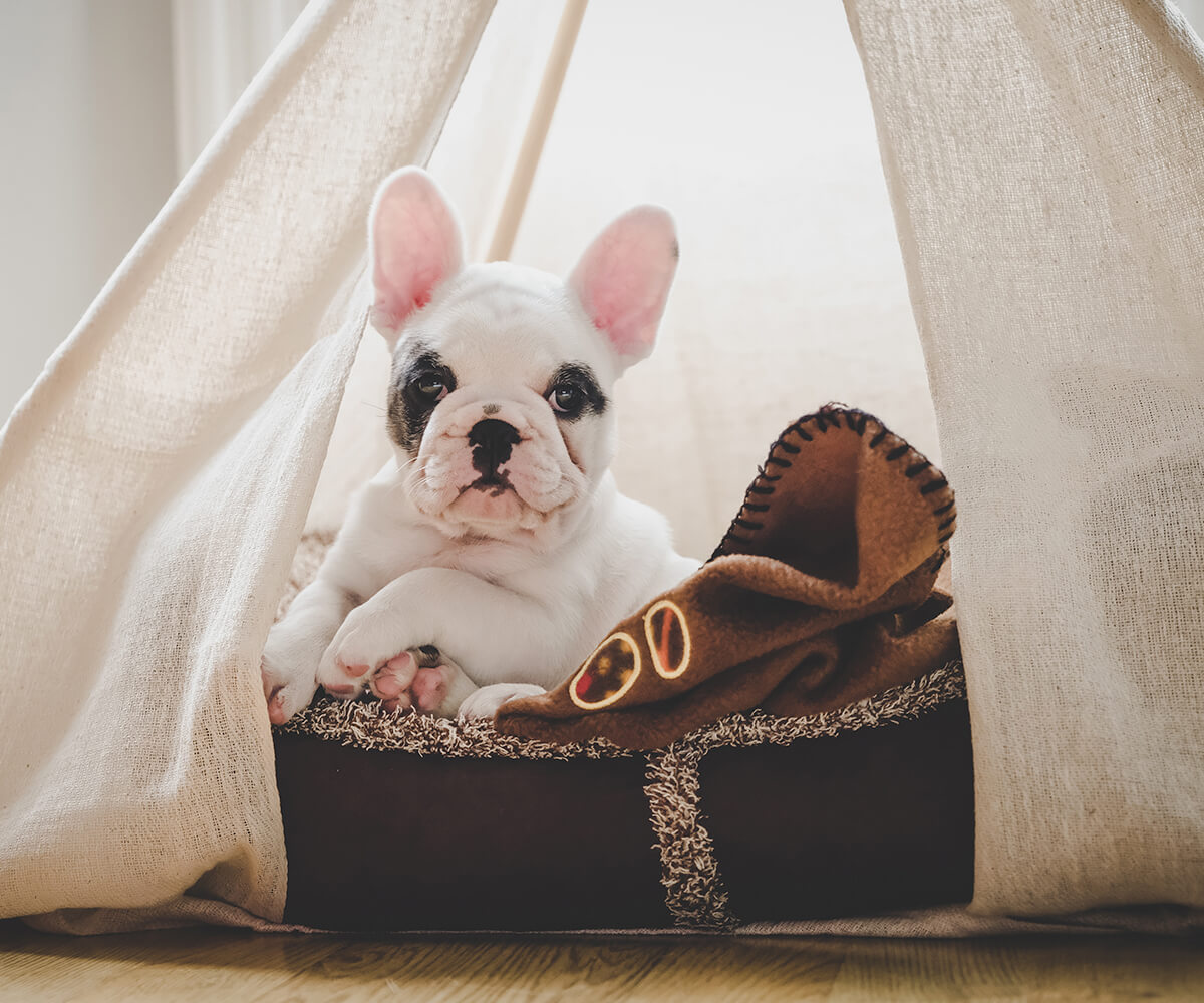 Image of a pet
